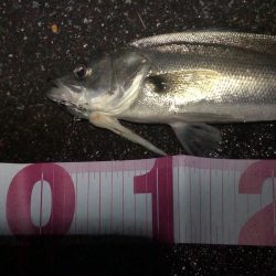 チーバスでした