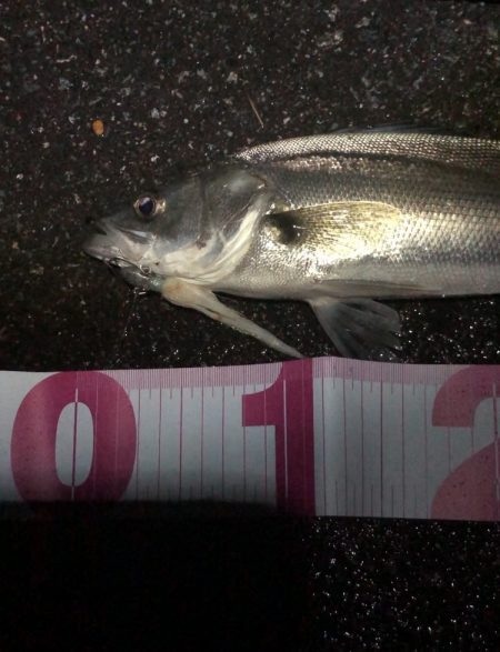 チーバスでした