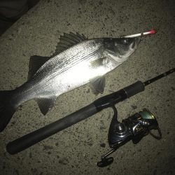 ちょっと大きくなったセイゴ！