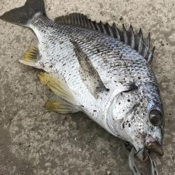 ヘチ釣りでキビレGET