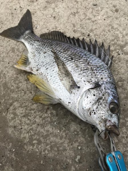 ヘチ釣りでキビレGET