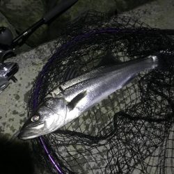 今年初シーバス