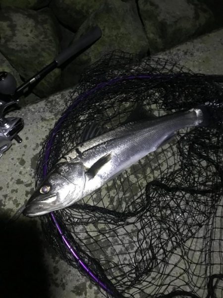 今年初シーバス