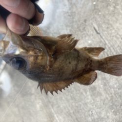 デイメバリング