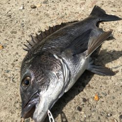 ヘチ釣りで本命チヌGET