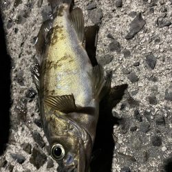 アオリ調査の筈が