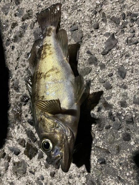 アオリ調査の筈が