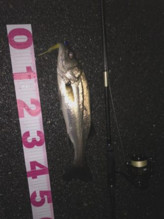 チーバスでした