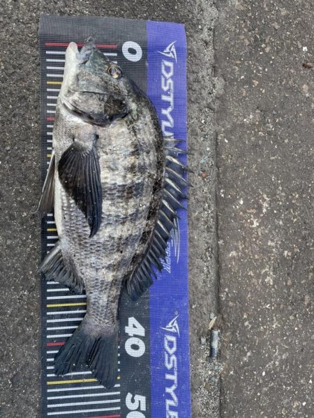 イチノ兄弟、釣果！