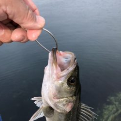 朝マズメにアベレージサイズ