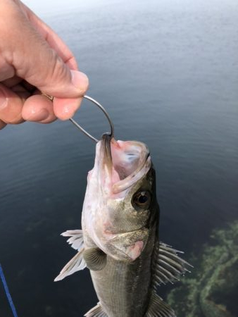 朝マズメにアベレージサイズ