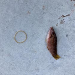 すさみ港にてちょい釣り