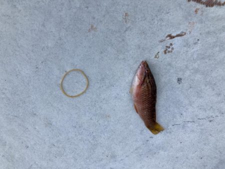 すさみ港にてちょい釣り