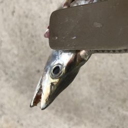 朝マズメの太刀魚釣り