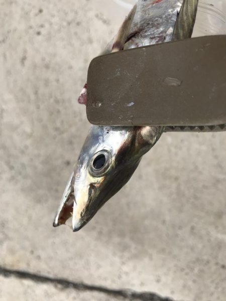 朝マズメの太刀魚釣り