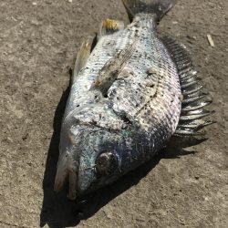 ヘチ釣りでキビレ＆チャイロマルハタGET