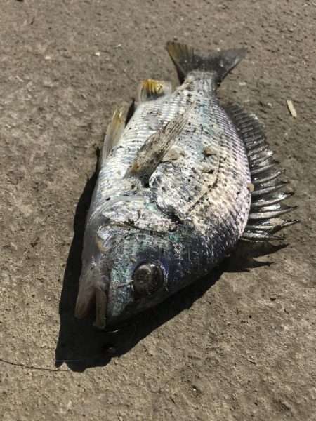 ヘチ釣りでキビレ＆チャイロマルハタGET