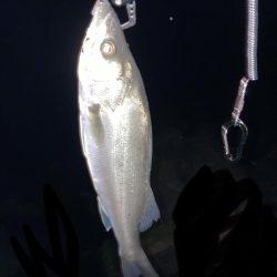 ホタルイカパターン第2弾