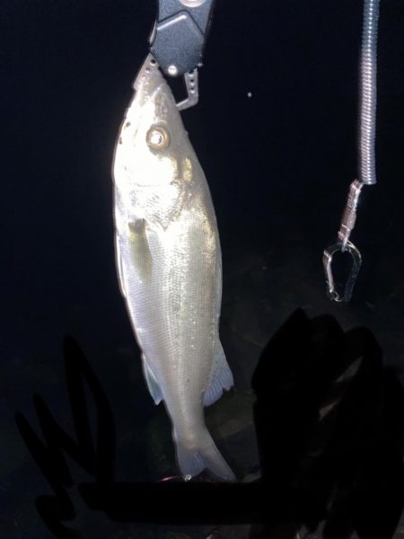 ホタルイカパターン第2弾