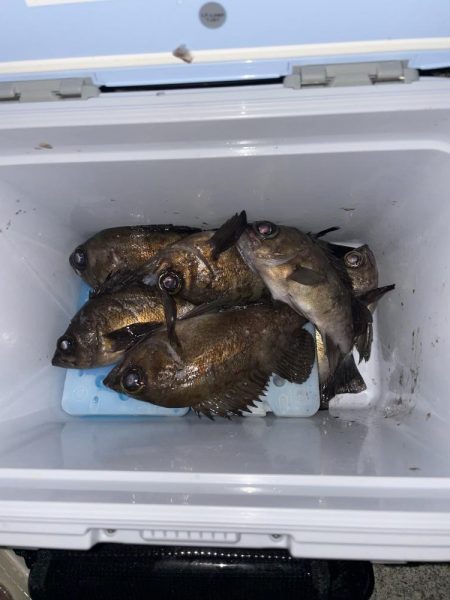今日もメバリング釣行