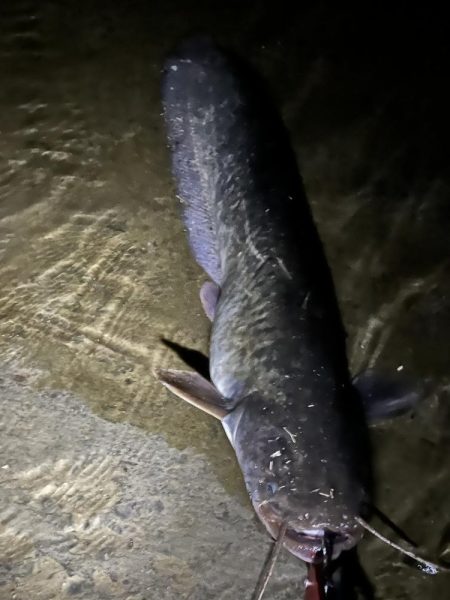 コイツは裏切らない！！