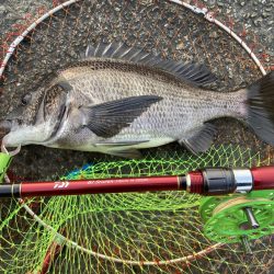 やっと来た! 47cm