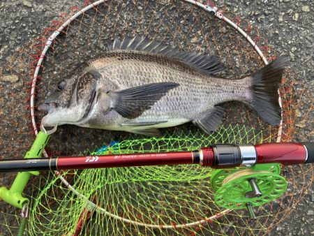 やっと来た! 47cm