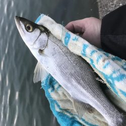 今日もセイゴ！