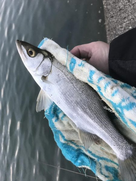 今日もセイゴ！