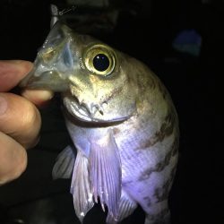 たかたか釣り日記