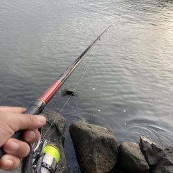 ノッコミチヌを求めて