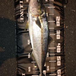 高知遠征で青物