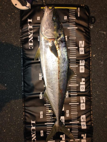 高知遠征で青物