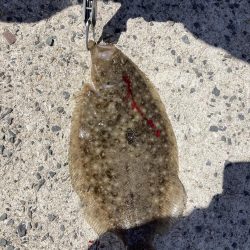 ショアジギング、のませ