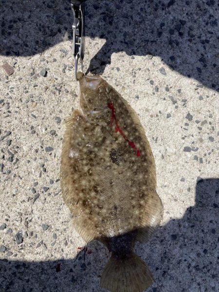 ショアジギング、のませ