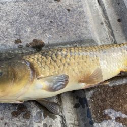 地元の川でパン鯉ゲーム