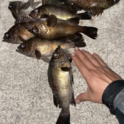 今日もメバリング