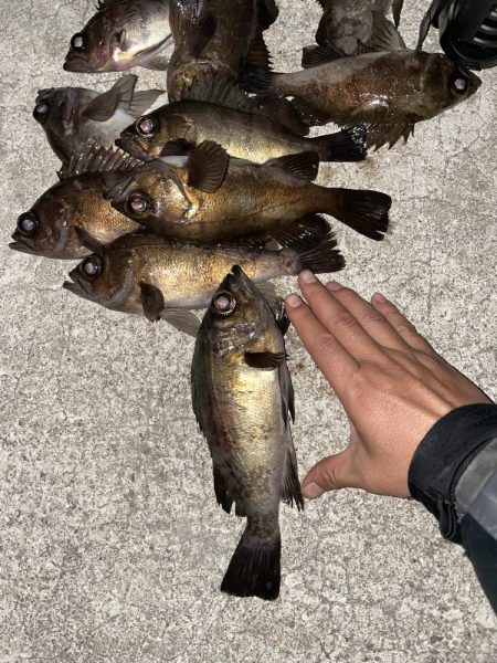 今日もメバリング