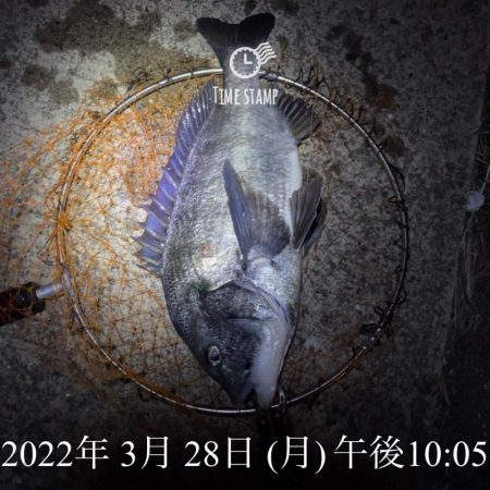 南港ヘチ釣り