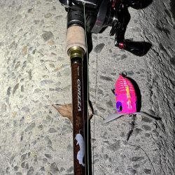 2022年ナマズ 始まりました！！