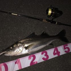 今日はセルテート！！