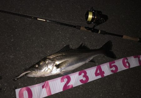 今日はセルテート！！