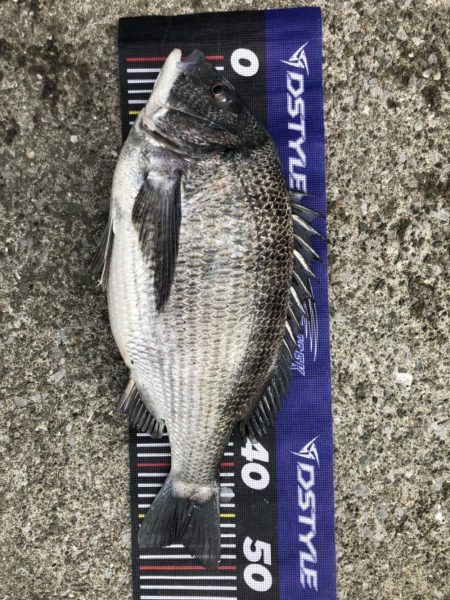 イチノ兄弟、釣果！