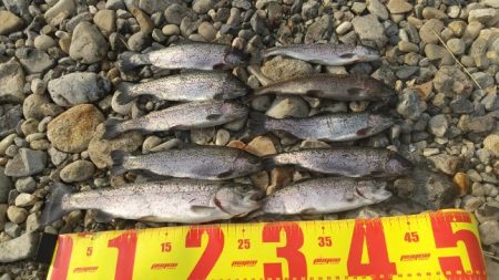 一年ぶりのエリアトラウト！果たして釣れるの…