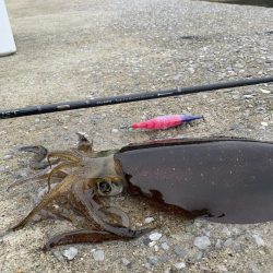 エギング釣行⑦
