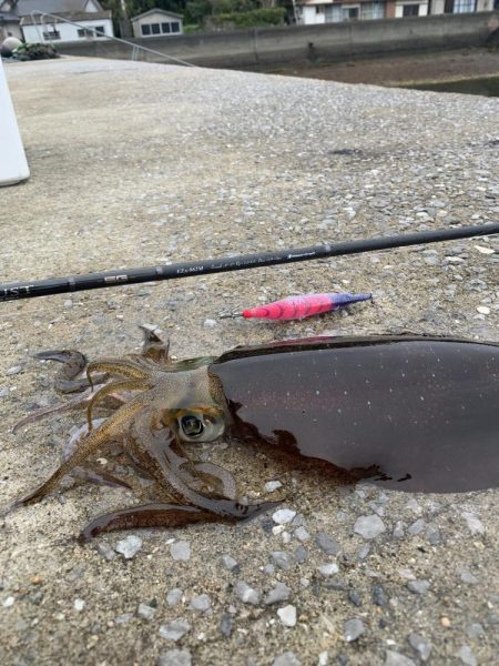 エギング釣行⑦