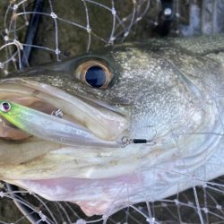 ドブ川の春はハクパターンから