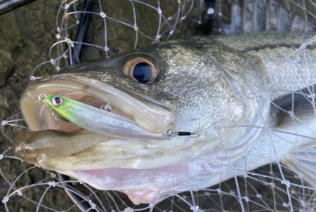ドブ川の春はハクパターンから