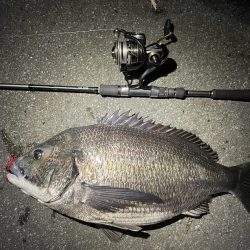 チニングで巨チヌ