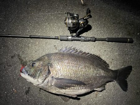 チニングで巨チヌ